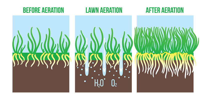 Now Is the Time to Aerate and Overseed Your Lawn!