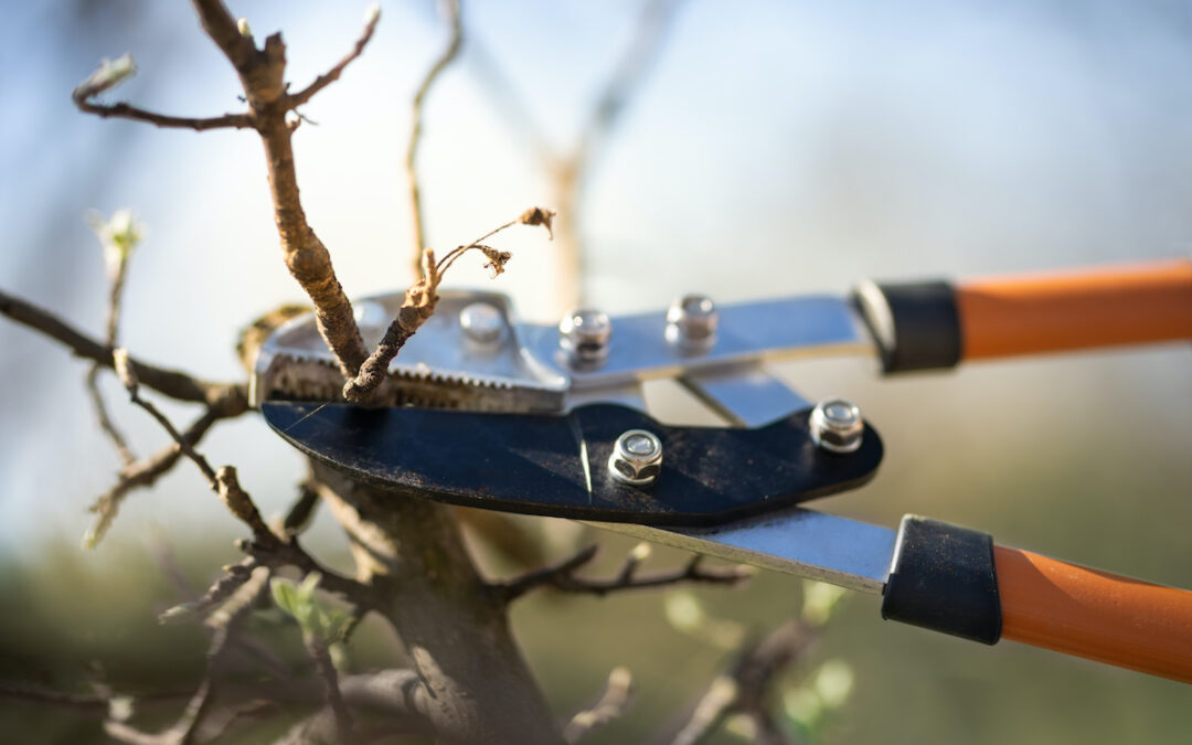 Winter is the Perfect Time to Prune Trees