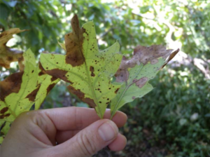 Leaf spot