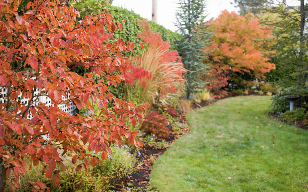 Planting Deciduous Trees and Shrubs in the Fall